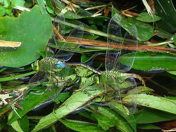 Dragonfly g25.JPG Dragonfly g25.JPG