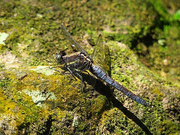 Dragonfly g31.JPG Dragonfly g31.JPG