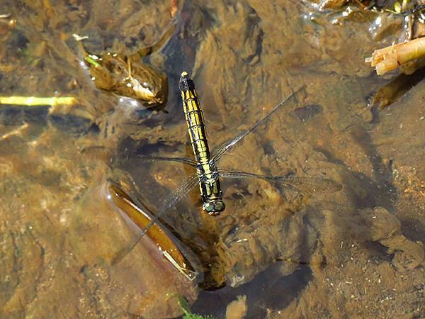 Dragonfly g32.JPG Dragonfly g32.JPG