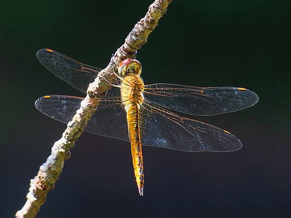 Dragonfly g28.JPG Dragonfly g28.JPG