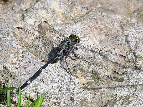 Dragonfly g27.JPG Dragonfly g27.JPG