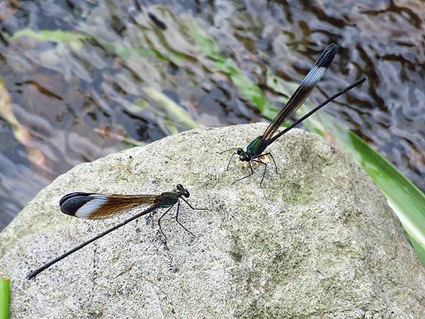 Dragonfly g36.JPG Dragonfly g36.JPG