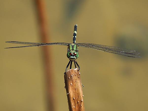 Dragonfly h1.JPG