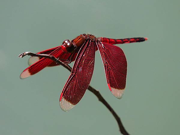 Red Percher 5.JPG