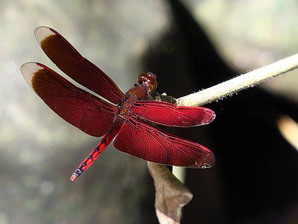 Red Percher 7.JPG