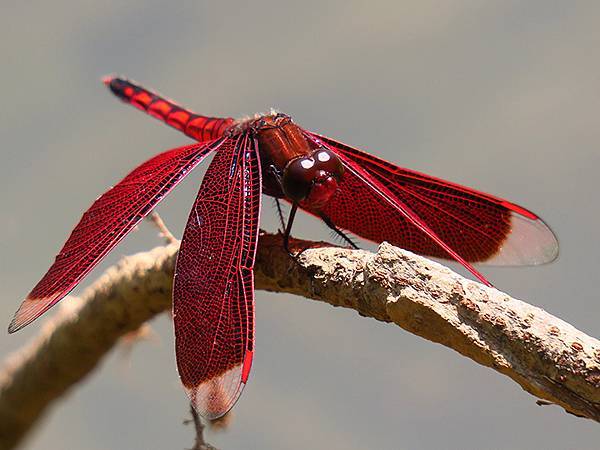 Red Percher 6.JPG