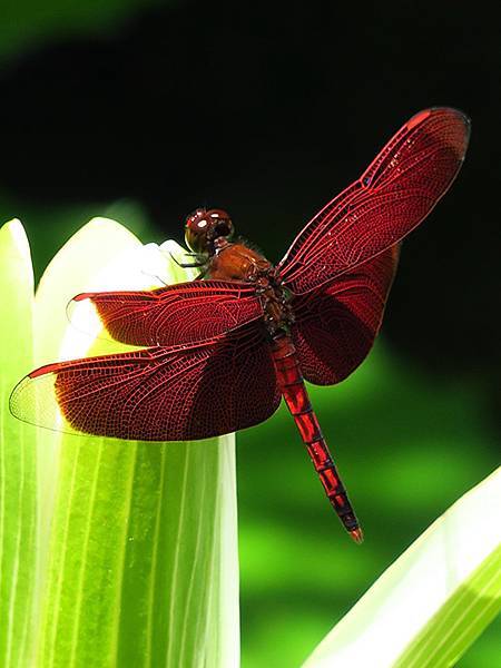 Red Percher 11.JPG