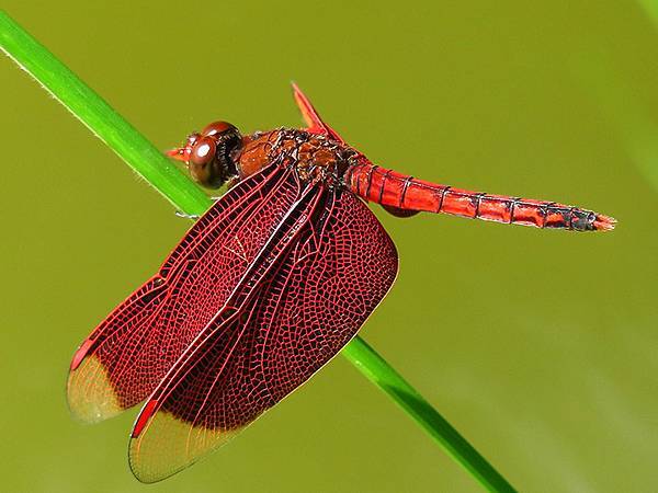 Red Percher 15.JPG