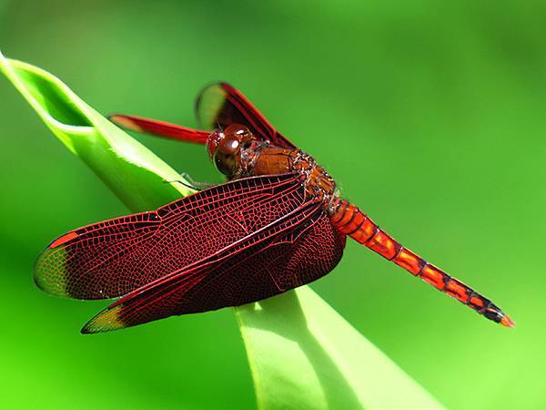 Red Percher 20.JPG