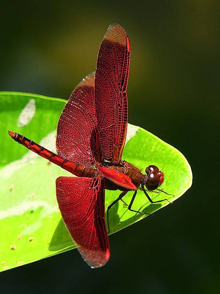 Red Percher 19.JPG
