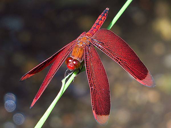 Red Percher 21.JPG