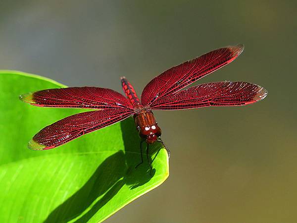 Red Percher 22.JPG