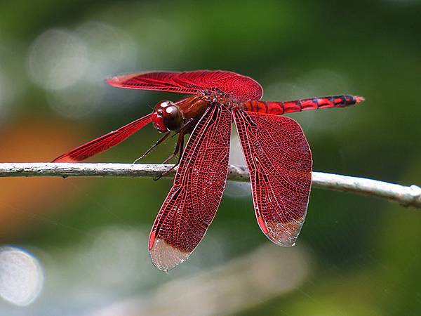 Red Percher 26.JPG