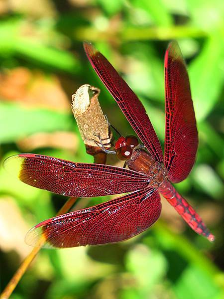 Red Percher 27.JPG