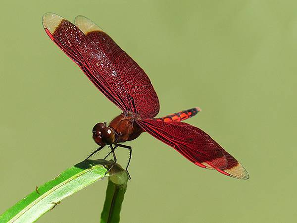 Red Percher 30.JPG