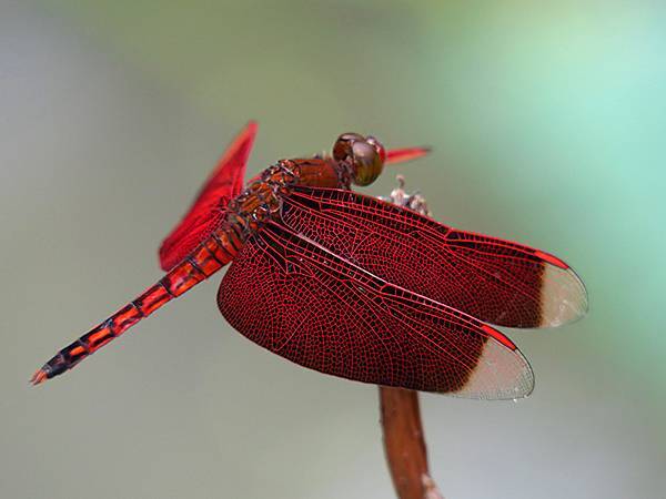 Red Percher 33.JPG