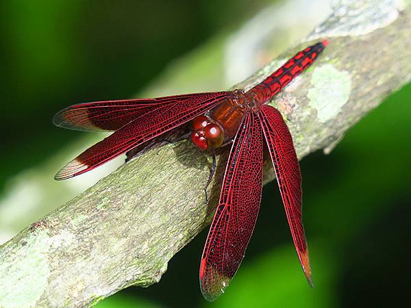 Red Percher 32.JPG