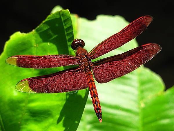 Red Percher 34.JPG