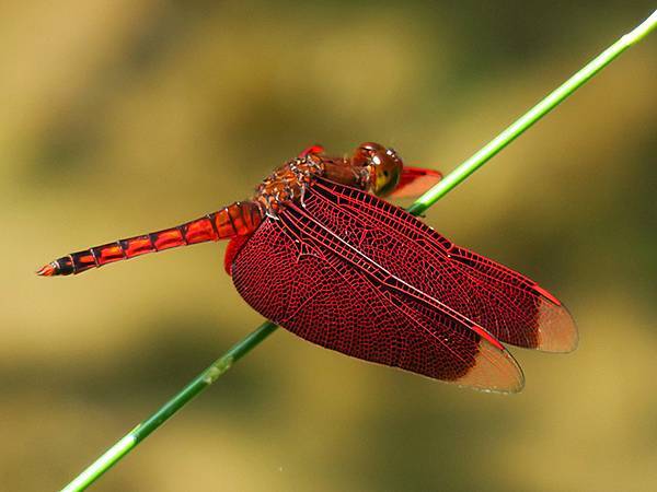 Red Percher 31.JPG