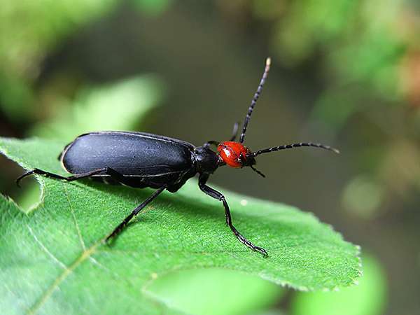 81+ 图片 昆蟲 新的 32 攝影‧昆蟲(一)(Insects I) @ confusingstone的部落格:: 痞客邦::
