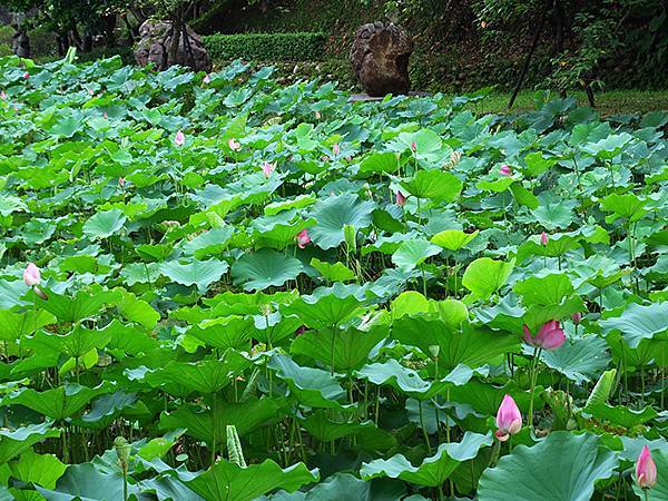 Juming Museum a7.JPG Juming Museum a7.JPG