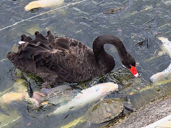 Juming Museum a8.JPG Juming Museum a8.JPG