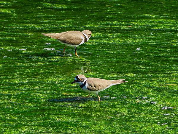 Fengyuan c6.JPG Fengyuan c6.JPG