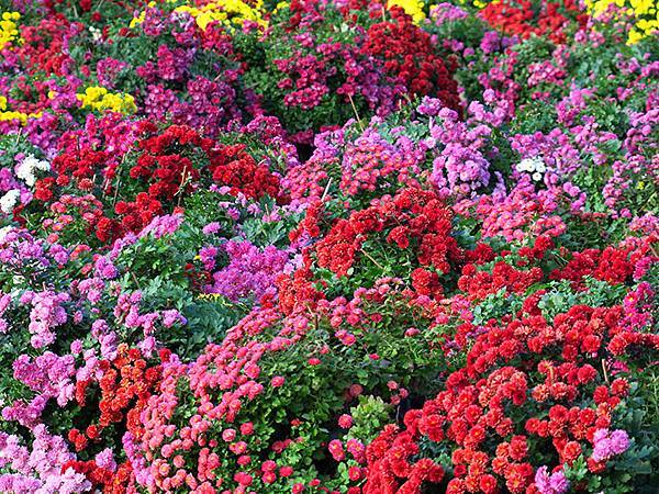 chrysanthemum a1.JPG chrysanthemum a1.JPG