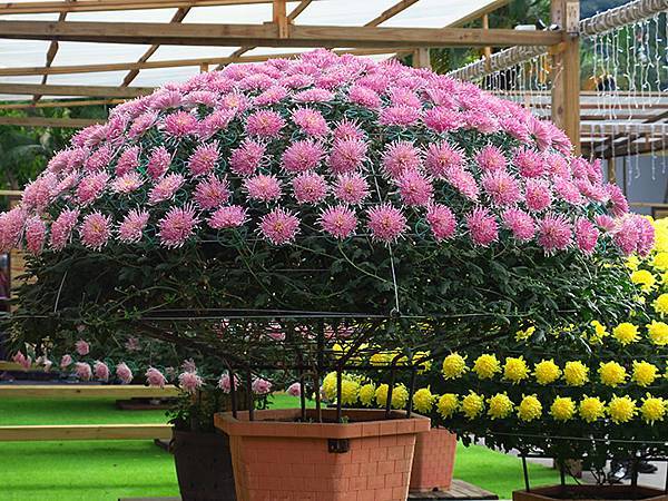 chrysanthemum b1.JPG chrysanthemum b1.JPG