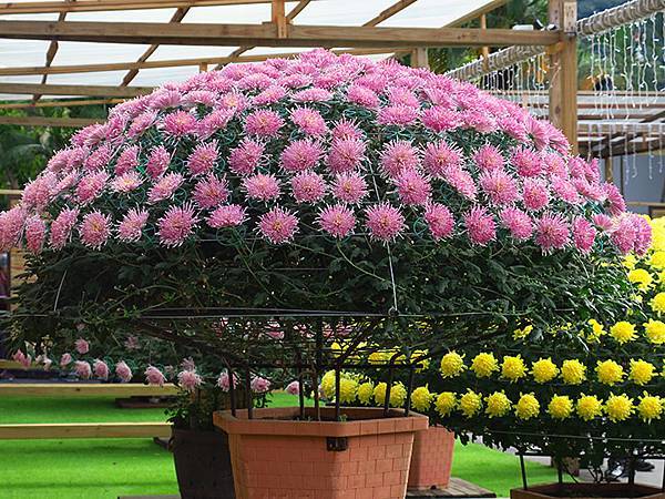 chrysanthemum b1.JPG