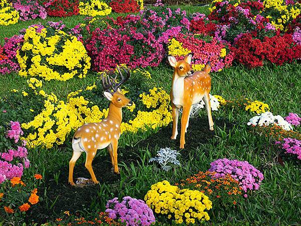 chrysanthemum a5.JPG chrysanthemum a5.JPG