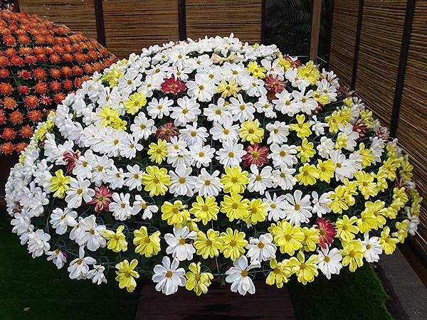 chrysanthemum b2.JPG chrysanthemum b2.JPG