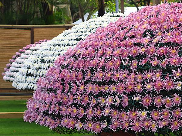 chrysanthemum b7.JPG chrysanthemum b7.JPG