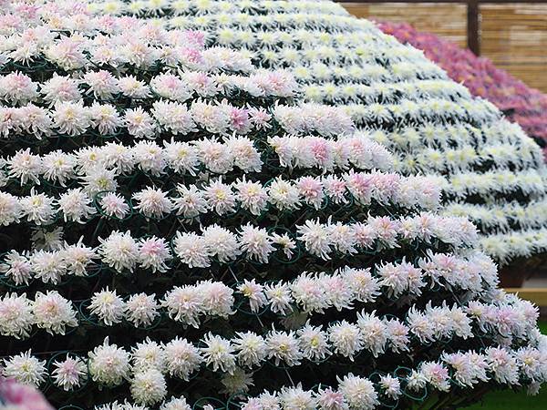 chrysanthemum b3.JPG