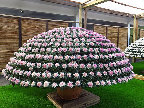 chrysanthemum b6.JPG chrysanthemum b6.JPG