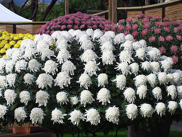 chrysanthemum b4.JPG chrysanthemum b4.JPG