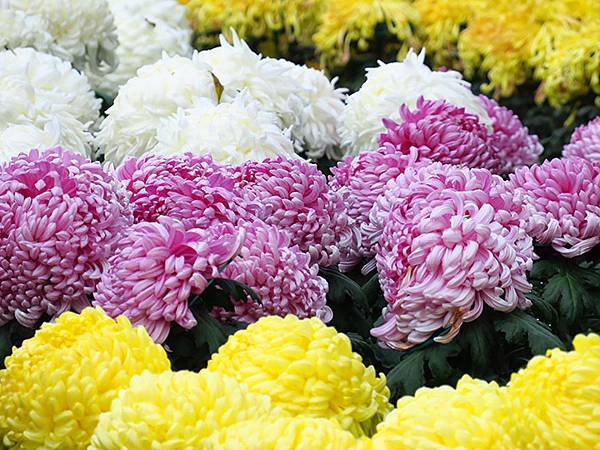 chrysanthemum c1.JPG chrysanthemum c1.JPG