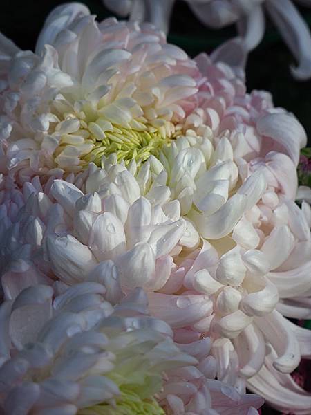 chrysanthemum c5.JPG chrysanthemum c5.JPG