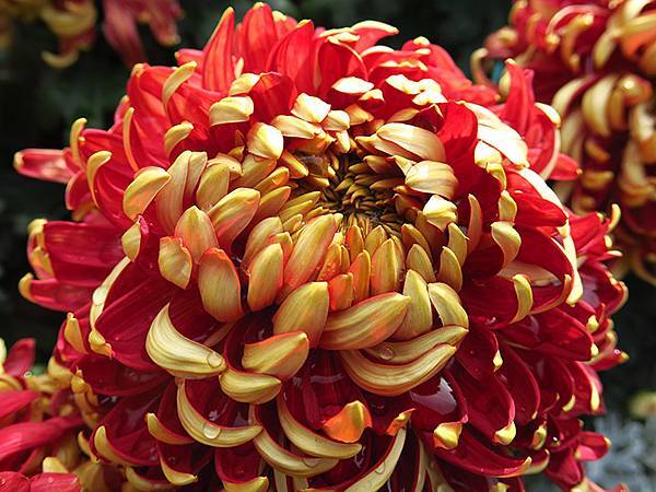 chrysanthemum c2.JPG chrysanthemum c2.JPG