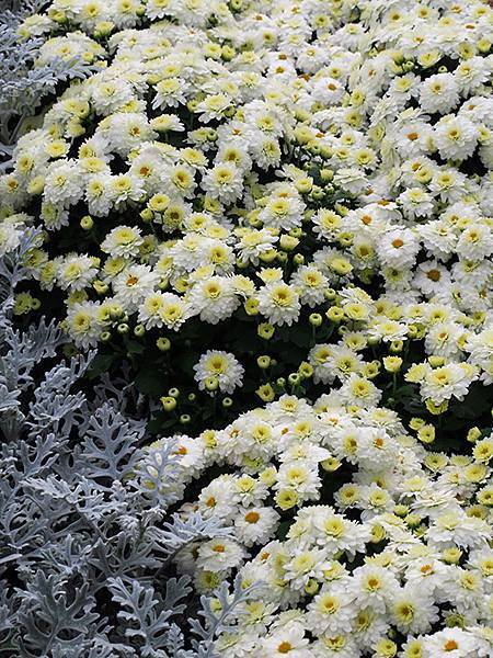 chrysanthemum d2.JPG chrysanthemum d2.JPG