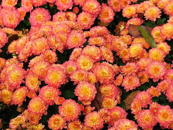 chrysanthemum d3.JPG chrysanthemum d3.JPG