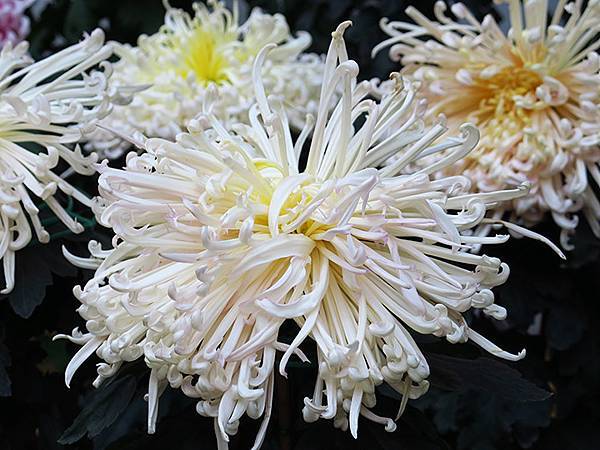 chrysanthemum c6.JPG