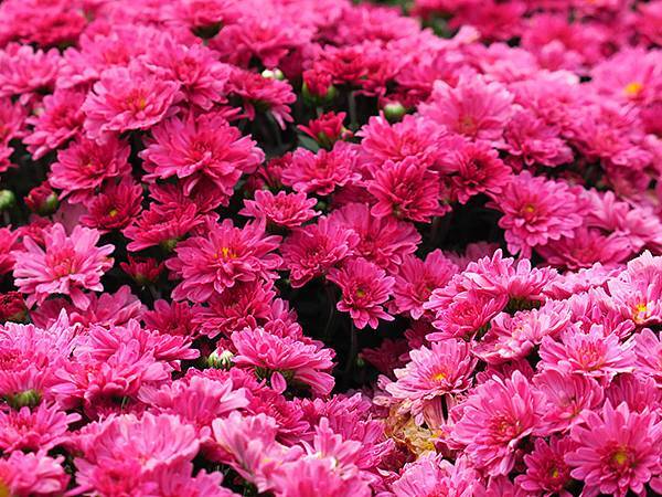 chrysanthemum d1.JPG chrysanthemum d1.JPG