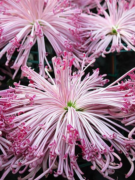 chrysanthemum c7.JPG chrysanthemum c7.JPG