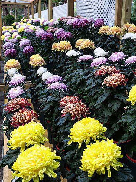 chrysanthemum c3.JPG