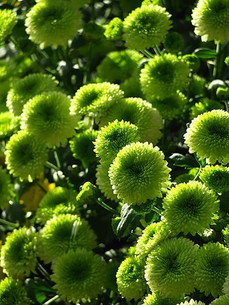 chrysanthemum d6.JPG chrysanthemum d6.JPG