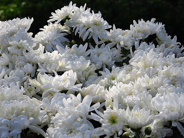 chrysanthemum d5.JPG chrysanthemum d5.JPG