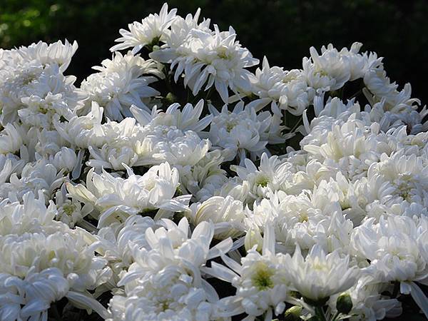 chrysanthemum d5.JPG