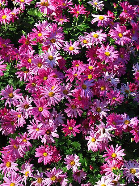 chrysanthemum d4.JPG chrysanthemum d4.JPG