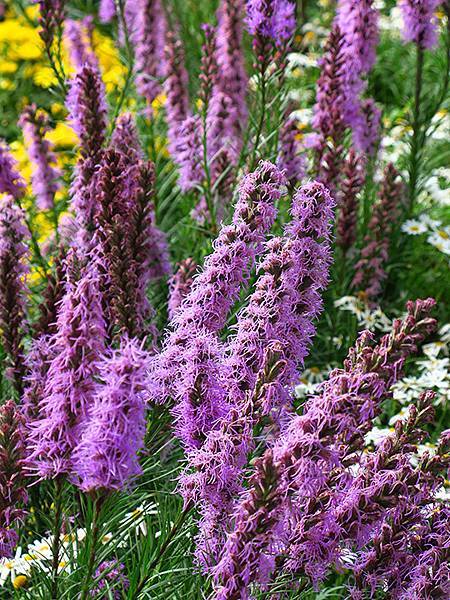 chrysanthemum e4.JPG chrysanthemum e4.JPG